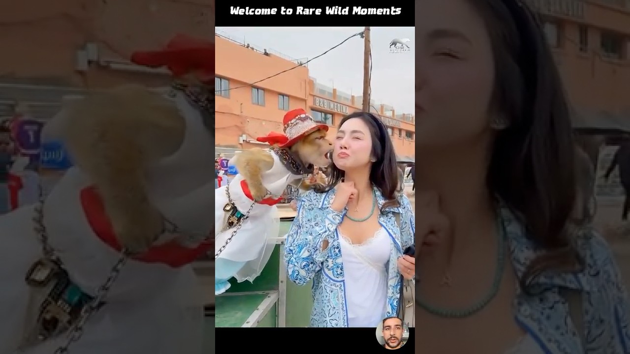 Забавные видеоролики с животными из дикой природы 