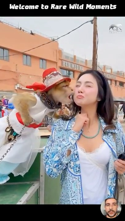 Funny Animal Clips from the Wild #shortvideo #animals #pets