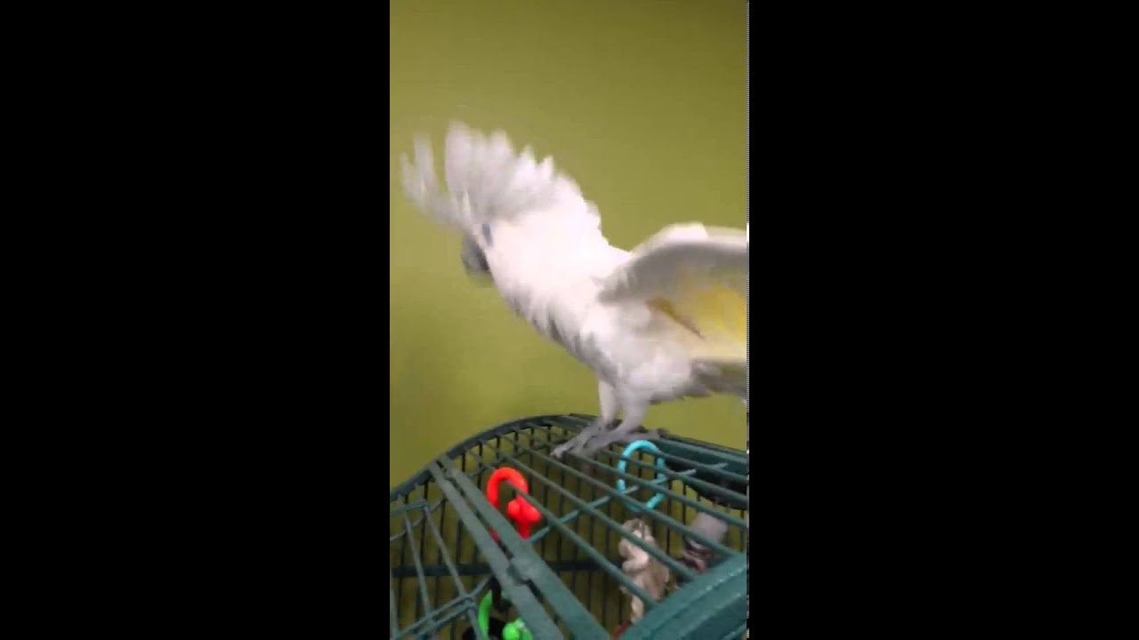 camera iphone 8 plus apk Kili the Umbrella Cockatoo Dancing