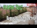 How to Plant Trees Removing Our Old Concrete Job