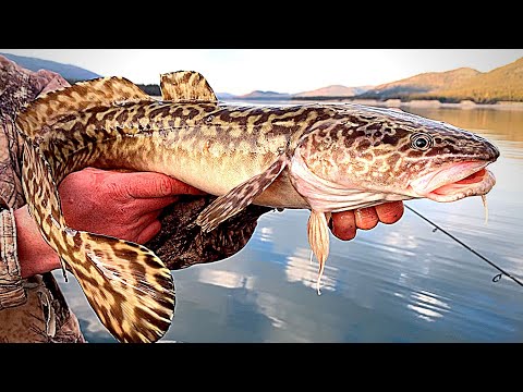 Video: Menangkap Burbot