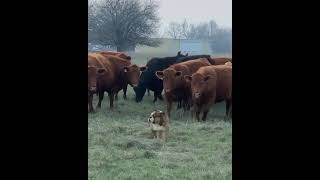 Bulldog Plays With Herd of Cows in Field - 1123666