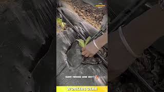 Efficient Drip Irrigation Tool for Plant Watering &amp; Soil Hydration in Mulched Farming Beds