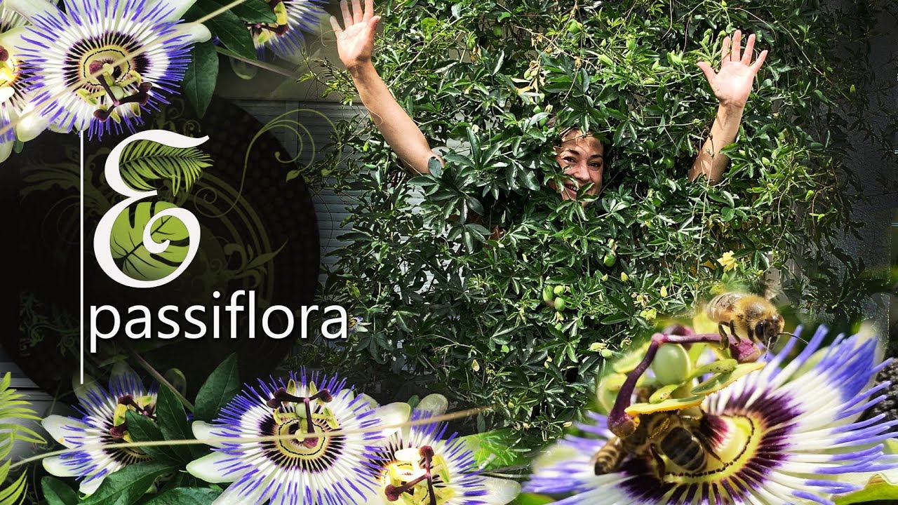 Passiflora caerulea pnącze, które zarośnie wszystko co chcesz Mrozoodporna Męczennica Błękitna