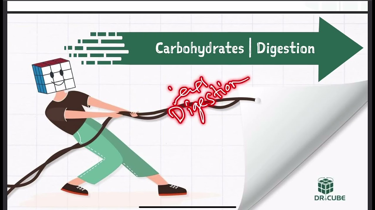 وزاري الصيدلة الفسلجة مرحلة ثانية Digestion , Absorption and nutritional principles | Part 11 G2S2