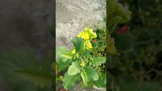 Download Lagu mustard plant \u0026 flowers #youtubeshorts #gardening #youtube #shorts #viral MP3