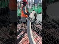 Floor pouring concrete at 7th floor 200m3 #construction #shorts #building #civilengineeringgroups