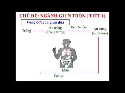 Sinh học 7 - Bài 13: Giun đũa