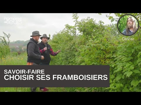 Vidéo: Framboises Parfumées - Un Favori Des Décorateurs