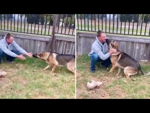 Emotional moment German Shepherd reunited with military owner