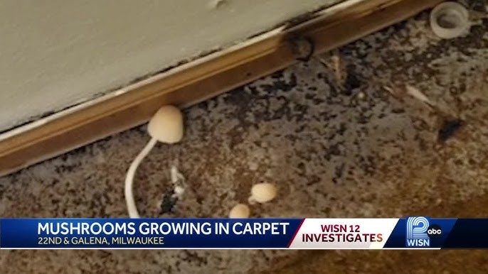 Woman getting new shower after mushroom appears