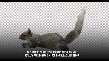 Squirrel running. Isolated and cyclical animation. Alpha channel included.