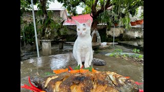 a fish for my cats #cats #catvideos #catlover #cat @keotv7278