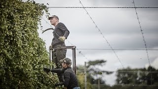 CHARLES FARAM ANNUAL HOP HARVEST