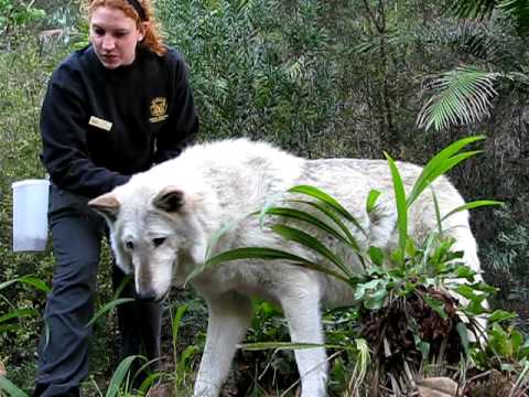 San Diego Zoo - Timberwolf (AZero)