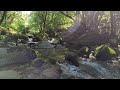 Relaxing nature sounds in Gerês