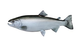 Кижуч – рыба рода тихоокеанские лососи