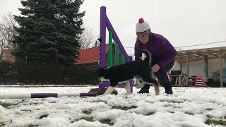 Offering the Jump - Teaching Obstacle Focus