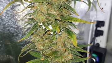 EZHYDROGROW. COM *Bonus week* Week 11 of 10 🤷‍♂️