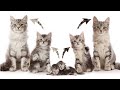 Cats Growing up Time lapse Dance