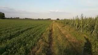 Kvik 3.Meseca Star Bilbo Od Vojnovića X Marta Registrovanje Traga Divljaci