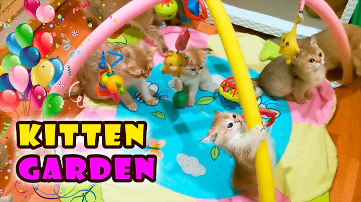 Video 10571301: scottish kitten, shorthair fun, cute kitten jumping, funny kitten jumping