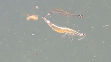 Underwater Insect  Video Experimenting