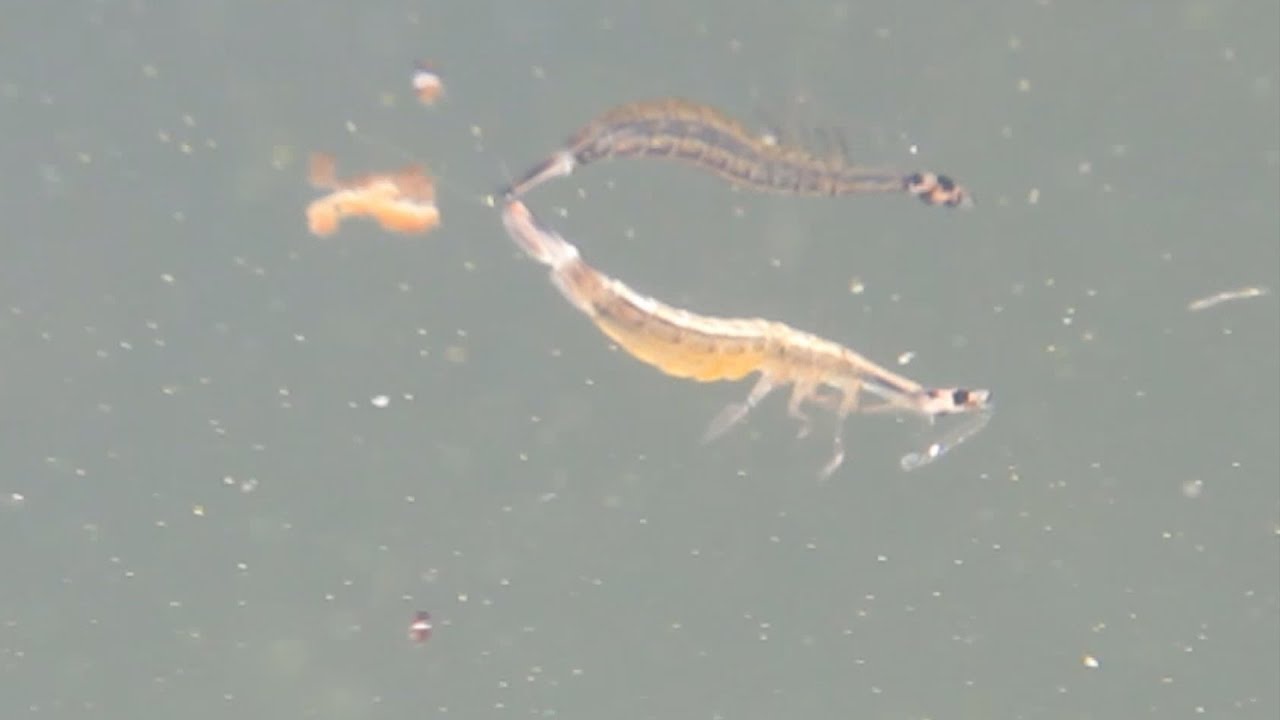 Underwater Insect Video Experimenting YouTube