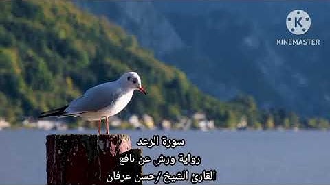 سورة الرعد رواية ورش عن نافع الشيخ حسن عرفان 