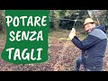 PIEGATURA: TECNICA ANTICA di POTATURA