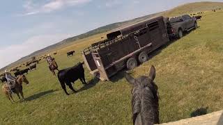 How to load a bull