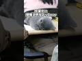 ㊗️100万再生突破‼️ネコさんの動画見て笑ったら寝ろwwwwwww