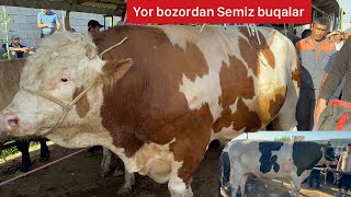 Yorqo’rg’on optom chorva bozori Semiz buqalari. 15 05 2024.