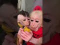 可愛いお猿さんの兄弟仲😍😘🙈🐒🙉🙉🇯🇵🇯🇵 #monkey #monkeymonkey #animals #monkeybab #cute #monkeyboy #monkeys