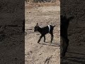 Goat Baby Goat 1080x1920 #goat #funnygoat #whitegoat #animals