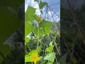 #cucumbers taking off 🥒