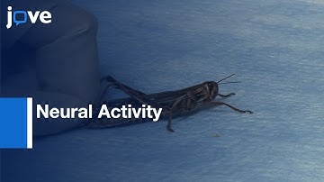 Neural Activity Recording in Olfactory Circuits | Protocol Preview