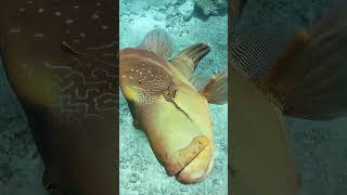 Maldivlerin Su Altı Yaş Keşfedin 4K