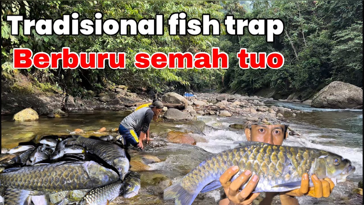 Camping Berburu Ikan Semah Membuat Perangkap Ikan Tradisional Fish Trap Jalur Extrem Hulu Sungai