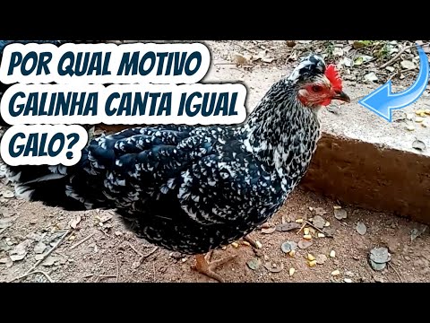 Vídeo: As galinhas podem cantar?