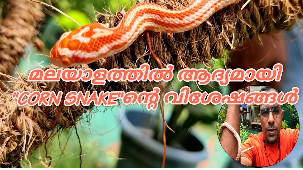 വീട്ടിൽ പാമ്പിനെ വളർത്തിയാലോ | CORN SNAKE FIRST EVER MALAYALAM ...