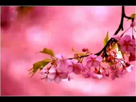 عجيب أمر دنيانا حمود الخضر