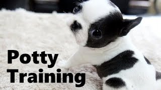 boston terrier house training