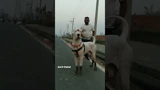 Pakistani Bully 