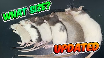 What Size Food To Feed Your Ball Python (UPDATED)