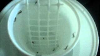 DSCF5355.AVI