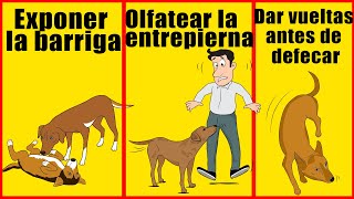 10 comportamientos extraños de los perros y lo que realmente significan