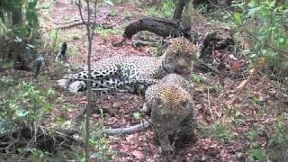 Leopards Mating in Thick Bush - Londolozi