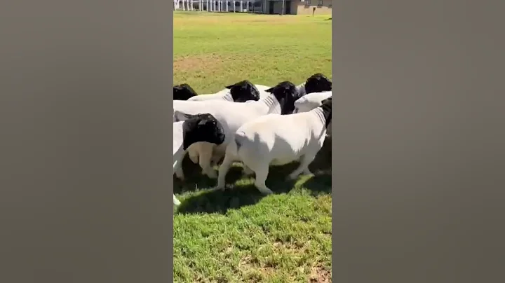 Leroy phillips Sheep