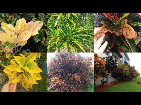 Video: Tipos Y Variedades De Codiaum (croton) (39 Fotos): Nombres Y Descripciones De Variedades De Plantas